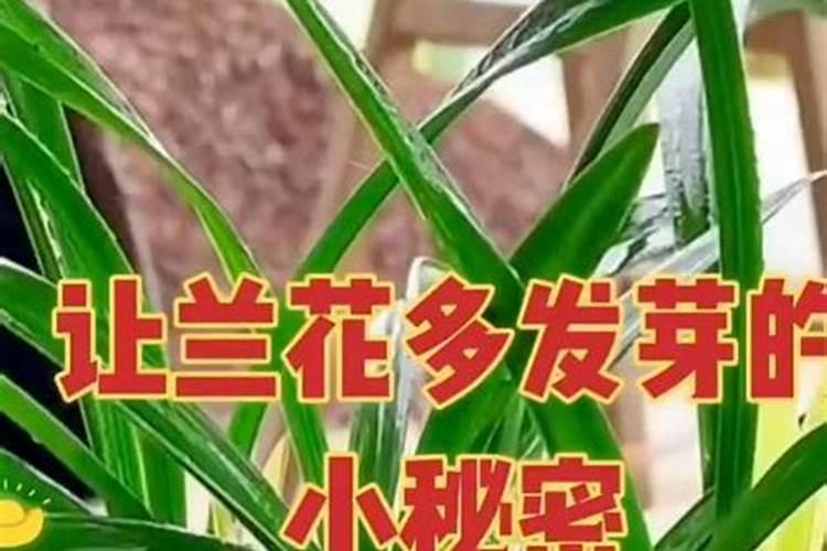 兰草花施什么肥料