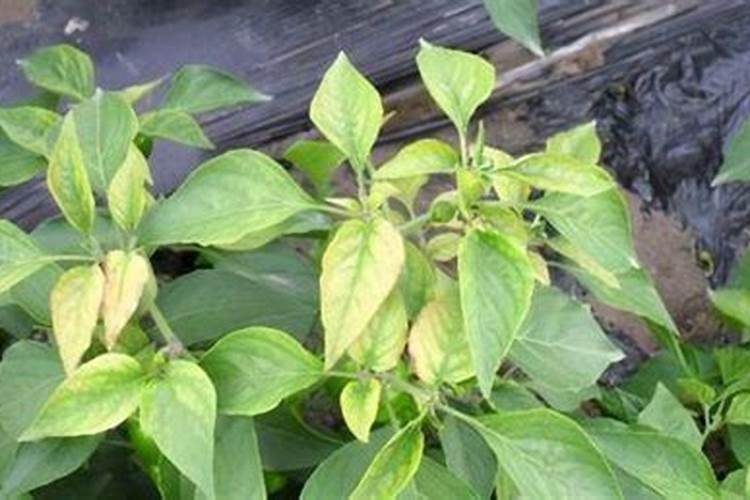 菜花苗期最好的肥料