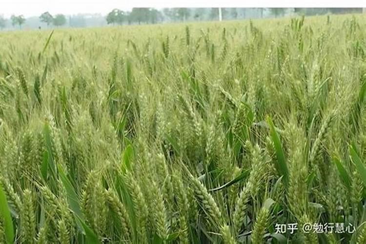 种麦子用什么肥料最好