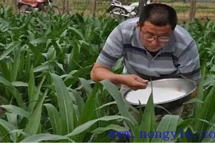 施用氮肥过多对植物有什么影响