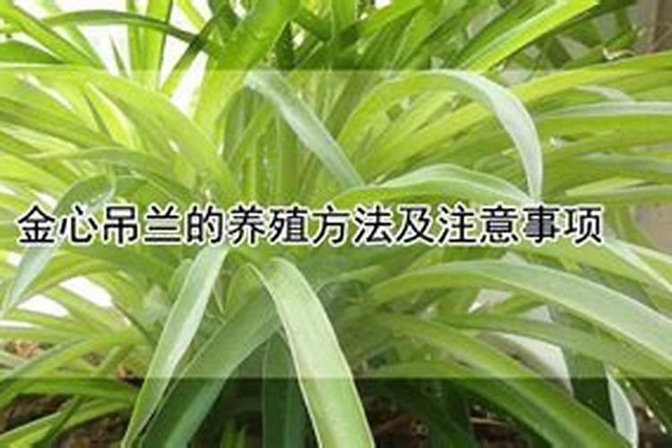 有哪些植物能够爆盆,种出来最有成就感？