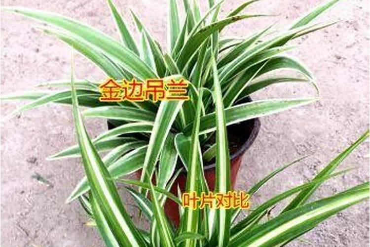 吊兰如何施肥？