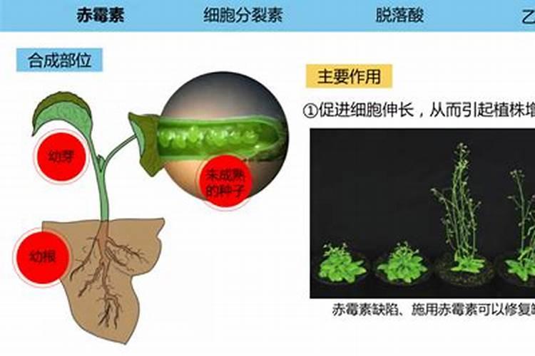 植物生长平衡液是什么东西做成的