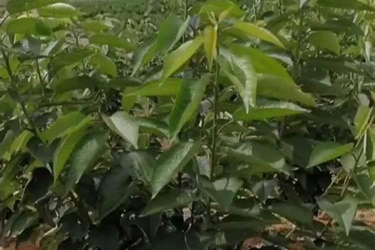 果树促花使用什么叶面肥？果树叶面肥喷施需要注意事项？