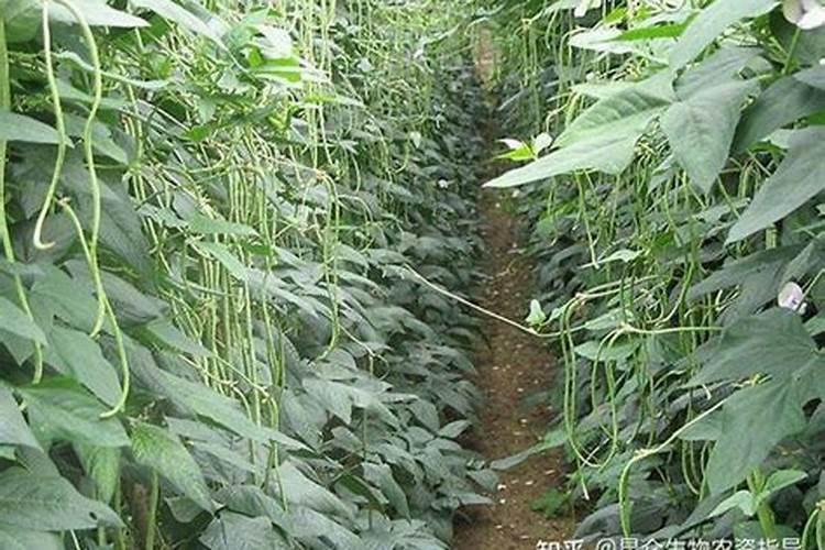 果树施硫酸钾好还是硝酸钾好