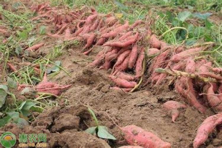 番薯苗种下几天可施复合肥料？