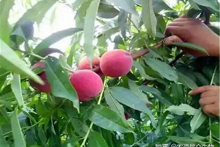 杜鹃花叶子发黄像铁锈干枯怎么办