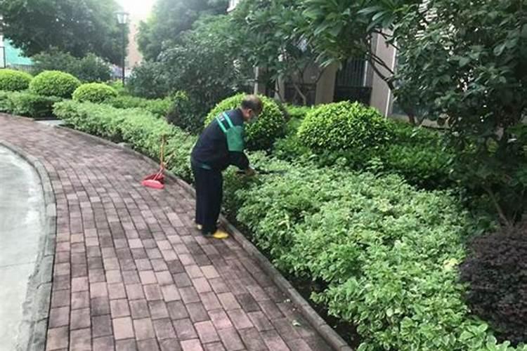 多肉可以用磷肥吗