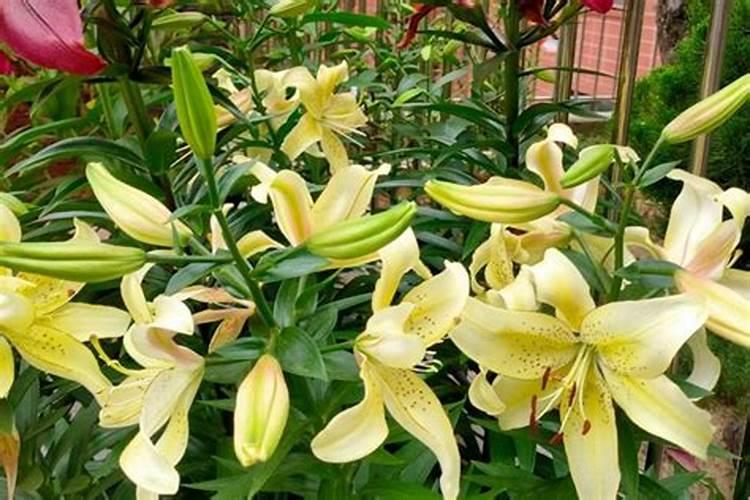 含氮高的肥料有哪些