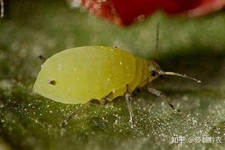 花椒树什么时候可以喷施叶面肥？