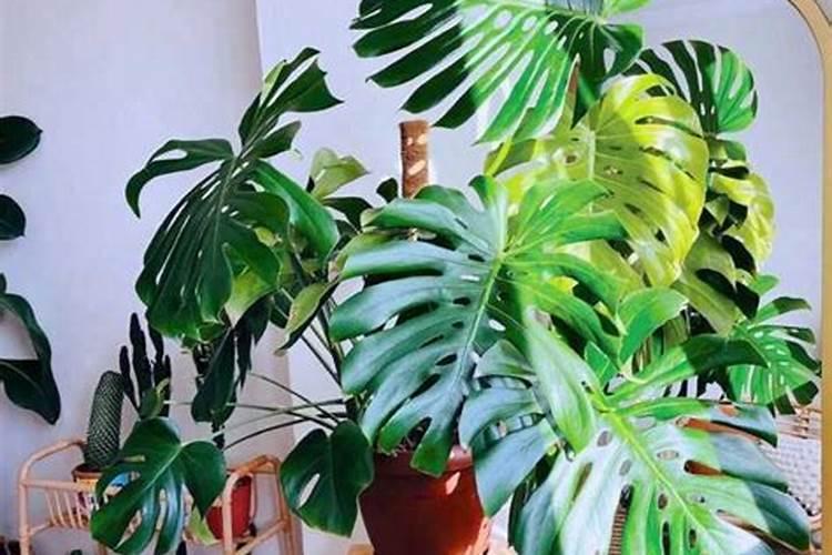 鸟屎可以做肥料吗