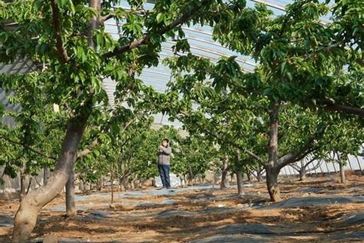 硫酸镁农业用法和用量