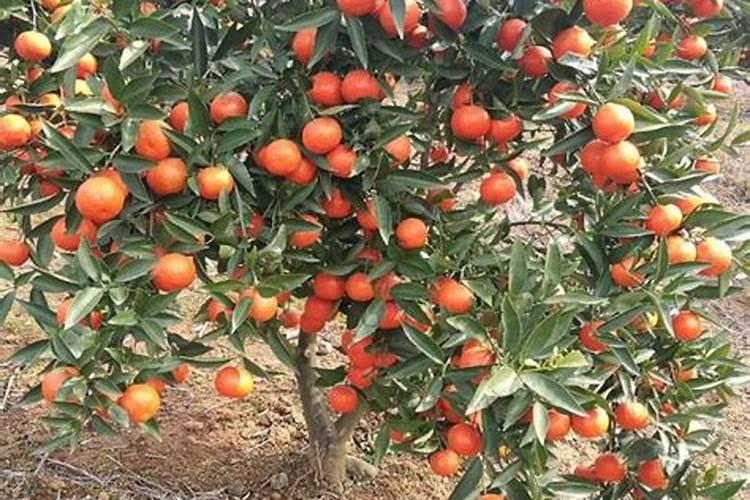 沃柑全年12个月管理及种植技术是什么？
