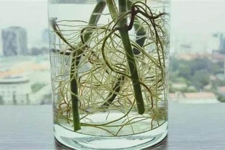 快速生根粉可以浇花吗