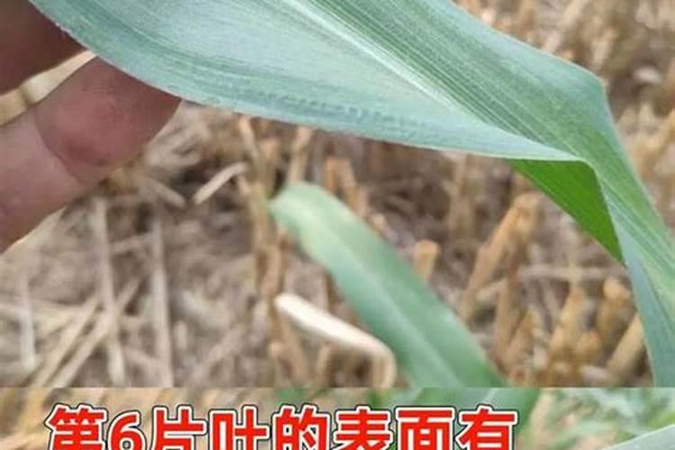 玉米控旺能加芸苔素吗