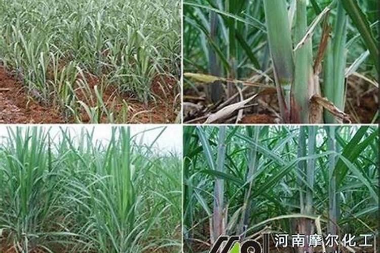 甘蔗用什么肥料比较甜