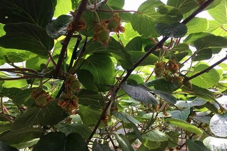 9月份后种什么菜最合适