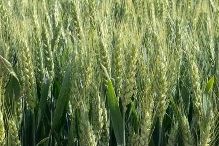 钾肥的最佳使用时间