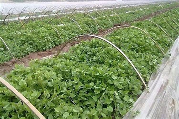 室内芭蕉叶几天浇一次水 芭蕉怎样种植长得旺盛