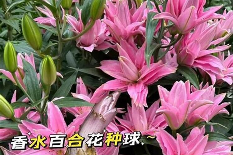 花一般都用什么肥,什么花适合新手养