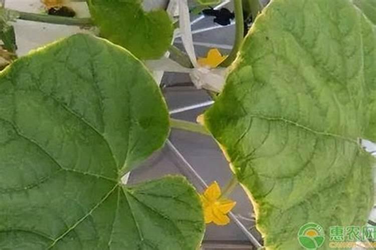 荷花用什么肥料最好