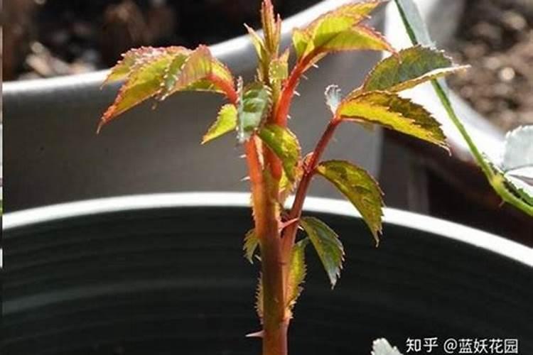 茉莉花修剪完涂多菌灵吗