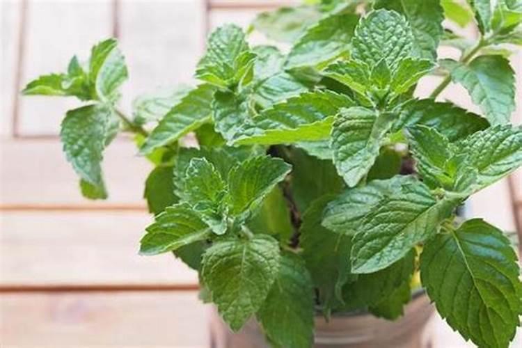 有机肥现有哪些品牌