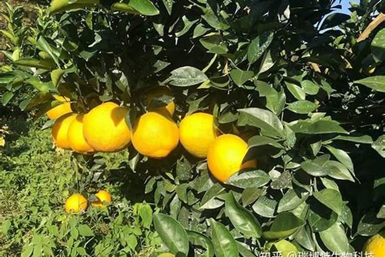 种土豆施什么底肥好？