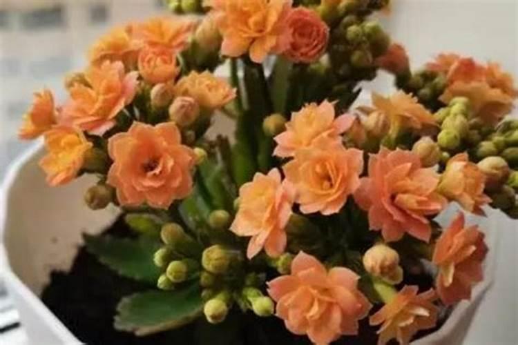 长寿花施肥方法 要注意什么