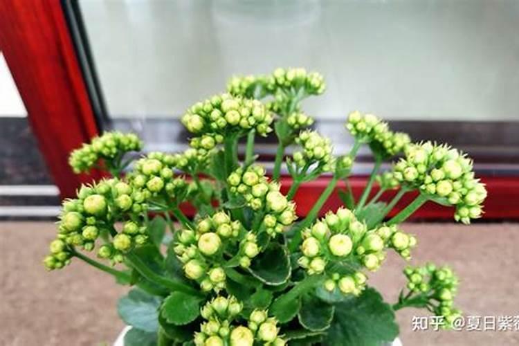 长寿花施什么肥开花多