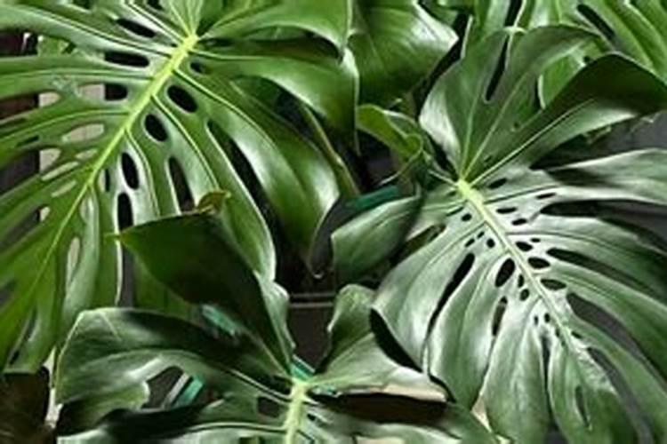 光唇鱼多少钱一斤