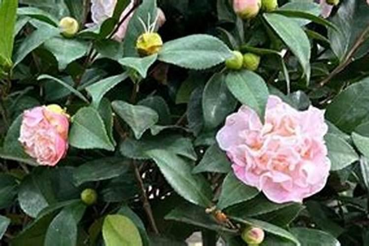 镁肥对植物的效果,镁肥和钾肥可以一起用吗