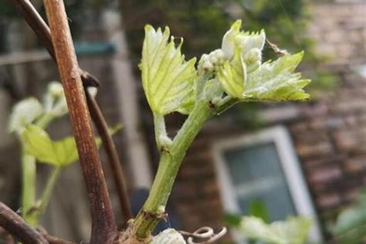 氮磷钾肥料怎么用才能种花