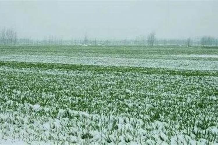 果树开花时需要施什么肥料