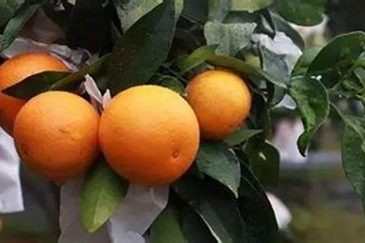 果树上什么肥料最好