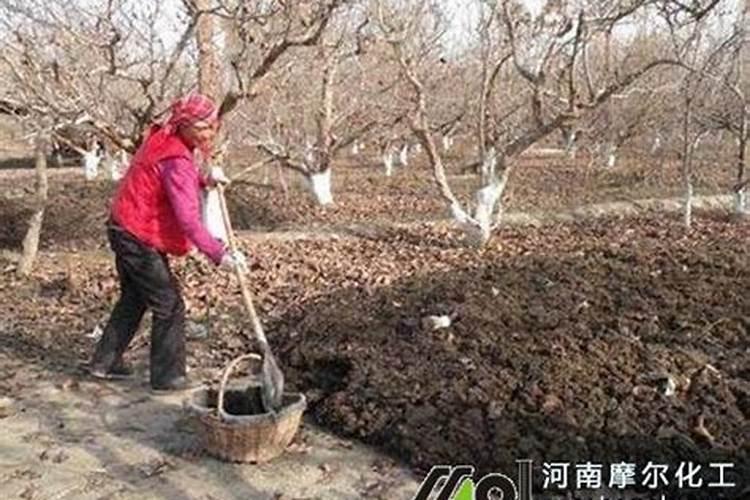 种果苗用什么肥料做底肥不烧苗