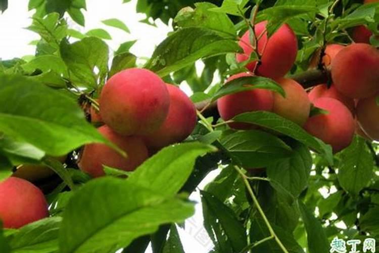 营养土钙镁磷用量