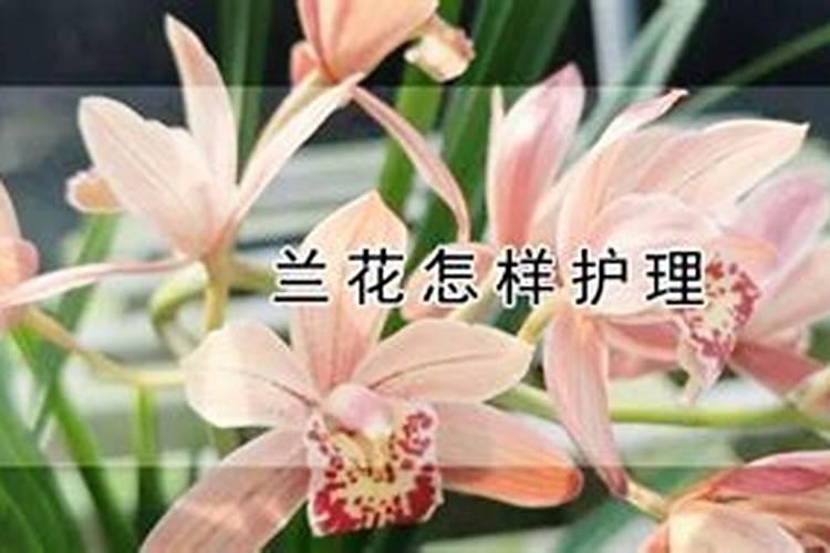 花卉施肥老出问题,有没有详细的施肥教程和指导？