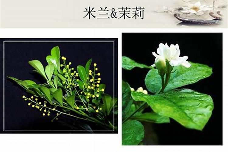 单花茉莉花施什么肥