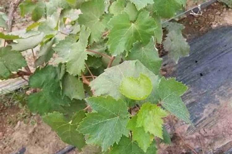 玉米底肥怎么配比合理