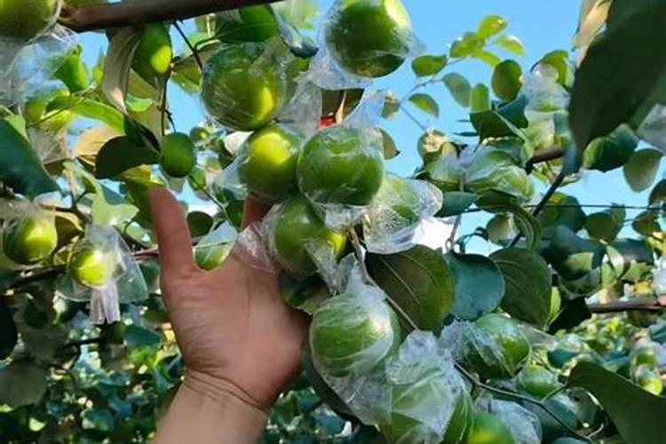 高磷水溶肥怎么使用？