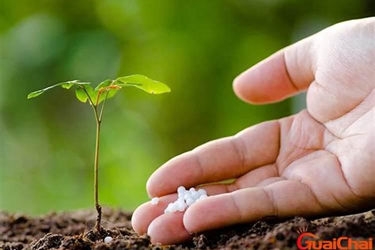 膨大剂哪个肥料好？膨果用什么肥料好？什么肥可以果实膨大？