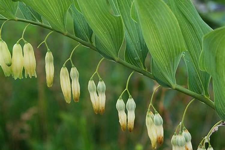 黄芪怎么除草,要用什么除草剂？黄芪在什么温度下除草最安全？