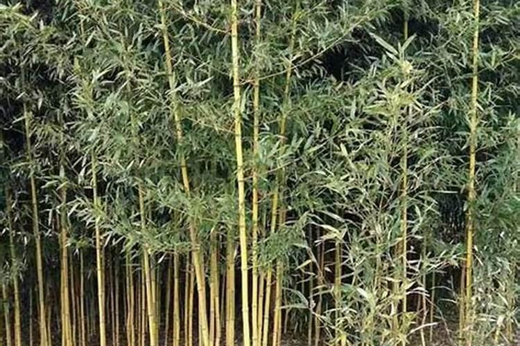 黄芩用什么除草剂？