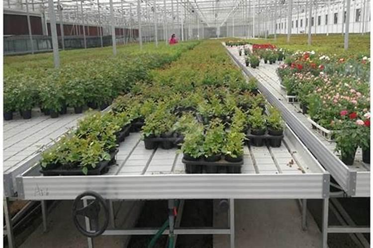 种的脐橙果子个头小,怎么让它膨果？