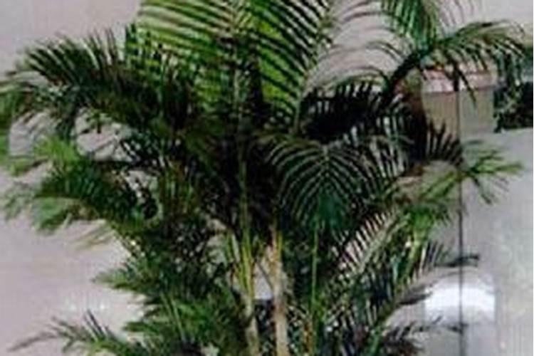 凤尾竹需要什么肥料