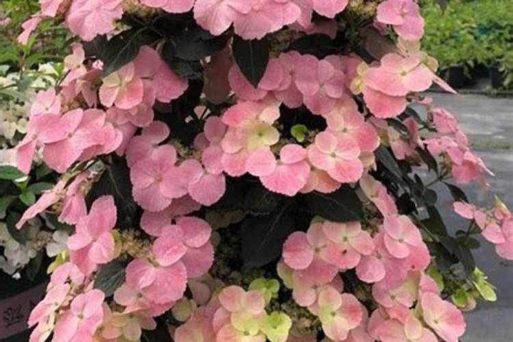 椰砖和土壤配合的比例