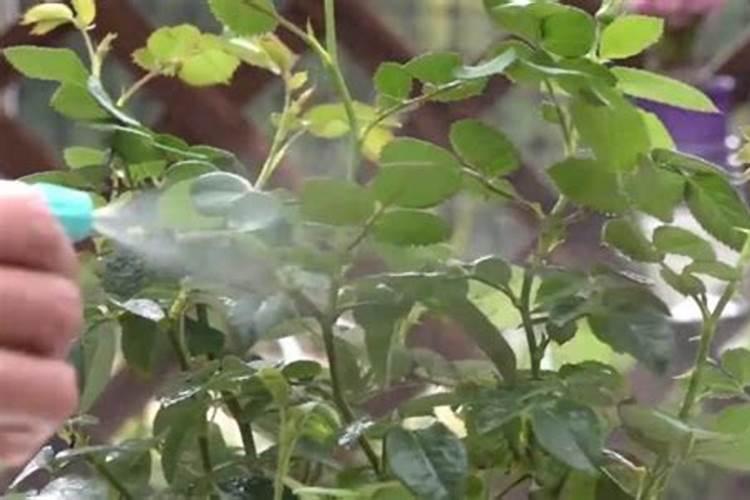 月季施肥和打药要错开时间吗