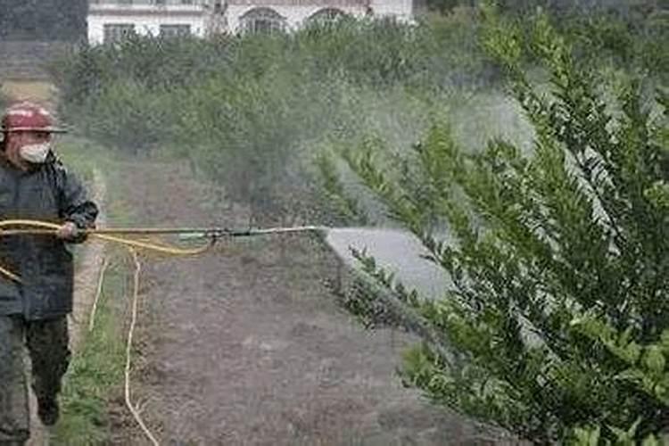 金丝楠木施什么肥最好