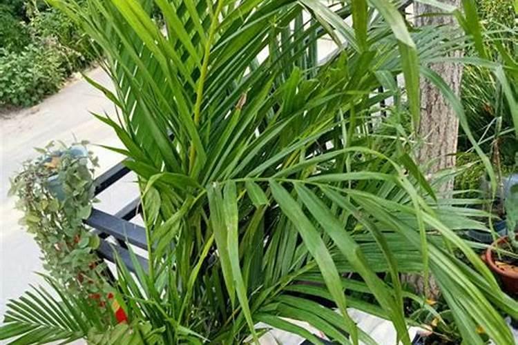 鱼蛋白肥料钾含多少